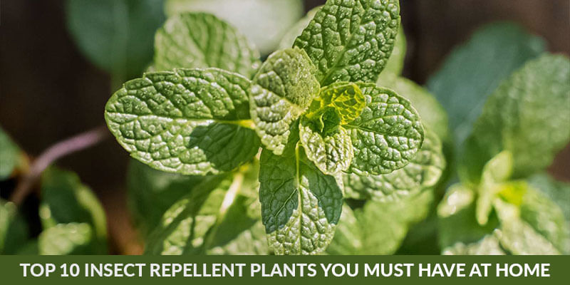 Top Ten Insect-Repelling Plants that are Essential to have in your Home